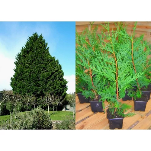 Cupressocyparis leylandii - Leyland ciprus