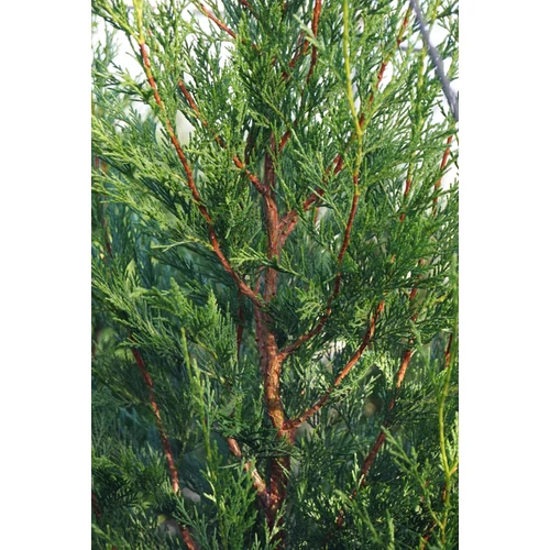 Cupressocyparis leylandii 'Tweeduizendéén' - Leyland ciprus