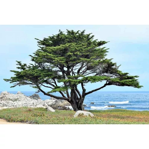 Cupressus macrocarpa - Montereyi ciprus