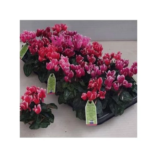 Cyclamen KL SMARTIZ FANT