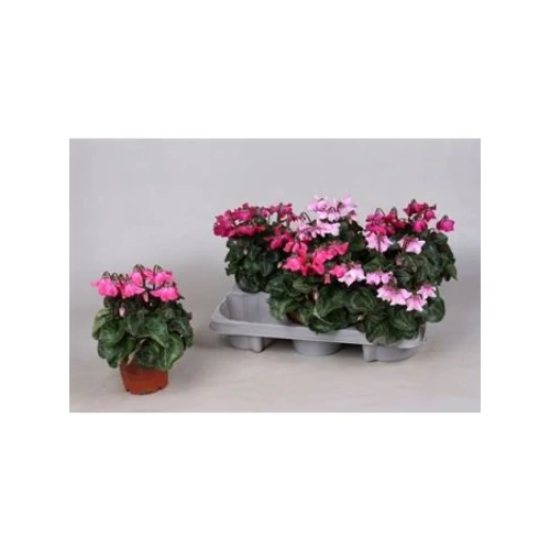 Cyclamen KL SUP PETTICOA