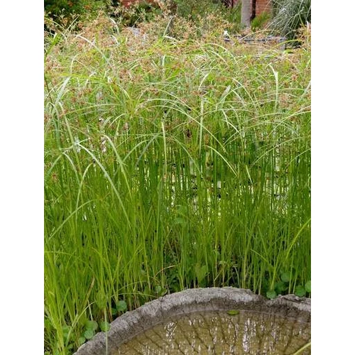 Cyperus longus (Hosszú vízipálma)