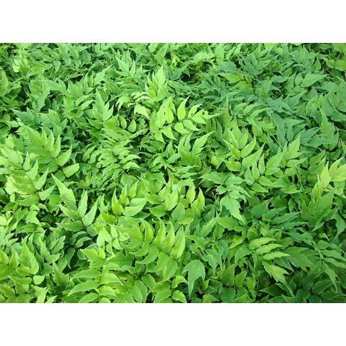 Cyrtomium Fortunei Clivicola – Magyalpáfrány