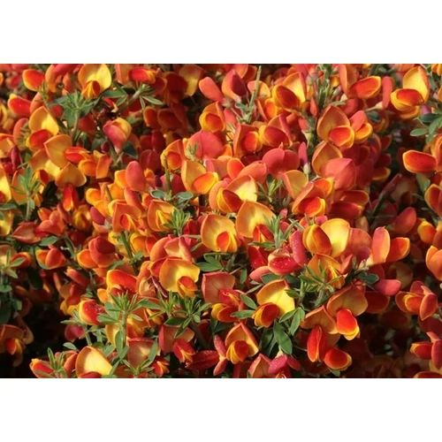 Cytisus scoparius lena-Zanót narancssárga