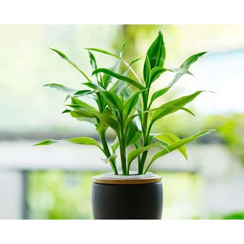 DRACAENA SANDERIANA - SZERENCSEBAMBUSZ terráriumi növény