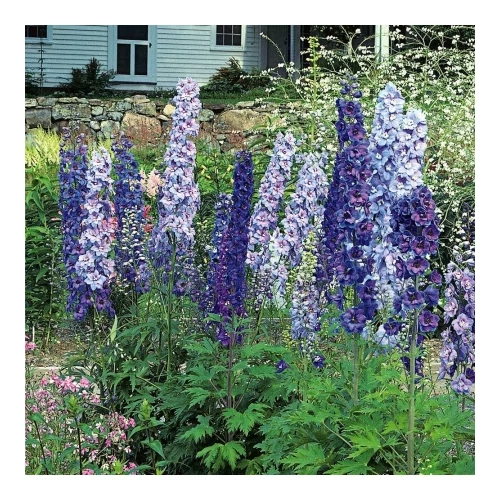 Delphinium  'Völkerfrieden' (Sarkantyúfű)