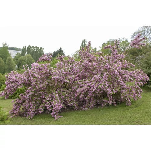Deutzia purpurascens 'Kalmiiflora' - Rózsaszín virágú gyöngyvirágcserje