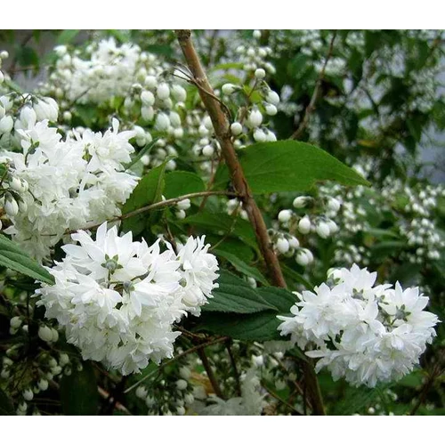 Deutzia scabra 'Candidissima' - Fehér virágú gyöngyvirágcserje