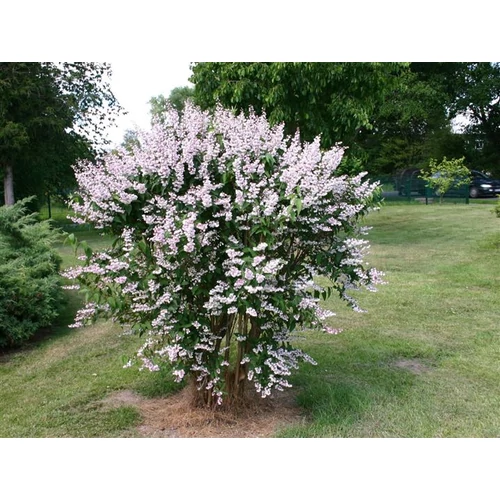 Deutzia scabra Codsal Pink