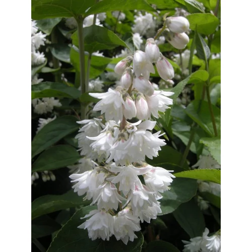 Deutzia scabra 'Plena' - 