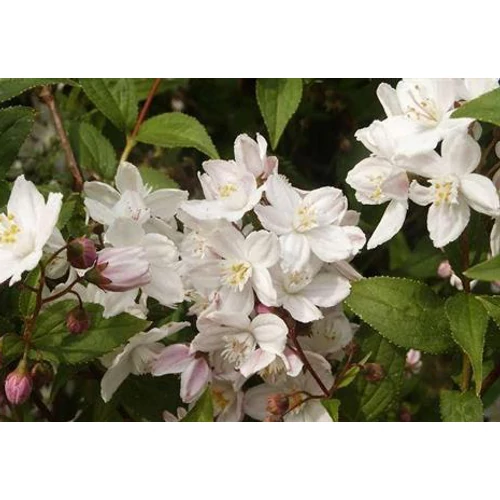 Deutzia x rosea 'Campanulata' - Harangvirágú gyöngyvirágcserje