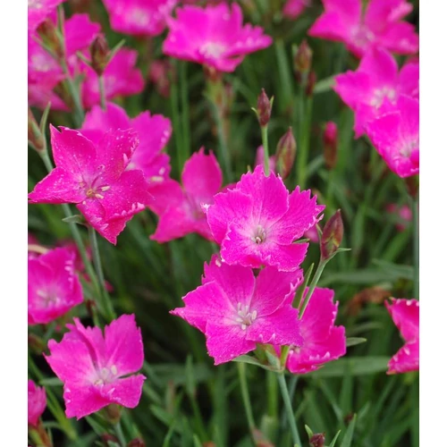 Dianthus 'Kahori Pink' – Törpe évelő szegfű