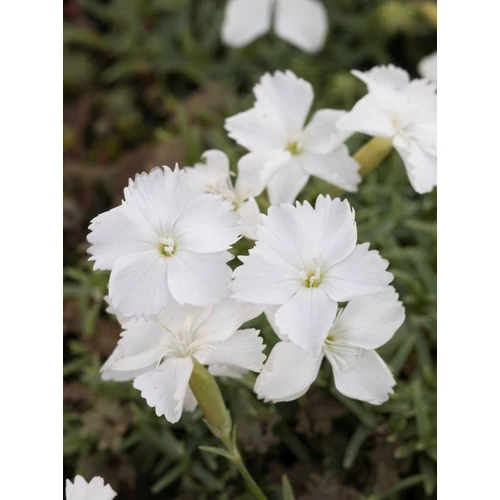Dianthus gratianopoliatus 'La Blanche Bourboule' (Pünkösdi szegfű)