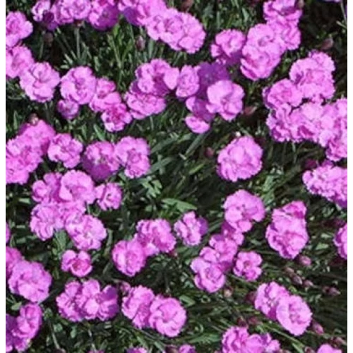 Dianthus gratianopoliatus 'Pink Jewel' (Pünkösdi szegfű)