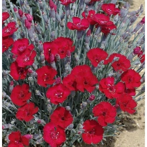 Dianthus gratianopoliatus Rubin' (Pünkösdi szegfű)