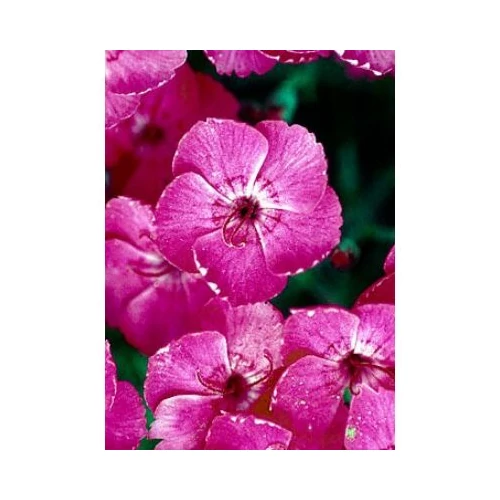 Dianthus gratianopoliatus 'Whatfield Magenta' (Pünkösdi szegfű)