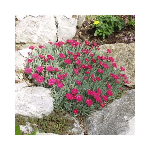 Dianthus gratianopolitanus 'Badenia' (Pünkösdi szegfű)