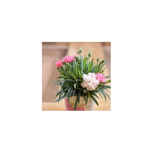 Dianthus 'I Love You' – Törpe évelő szegfű