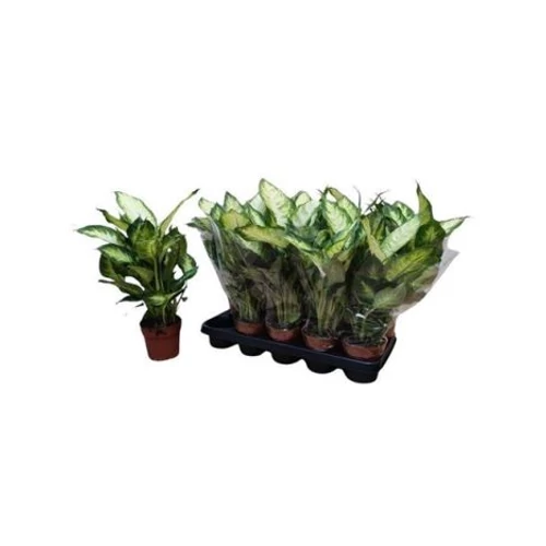Dieffenbachia CAMILLA