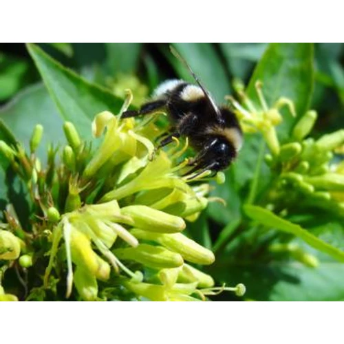 Diervilla lonicera 'Dilon' - 