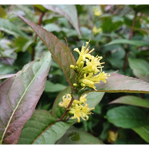 Diervilla sessilifolia - Keskenylevelű sárgalonc