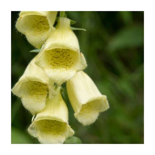 Digitalis grandiflora 'Dwarf Carillion' (Sárga gyűszűvirág)