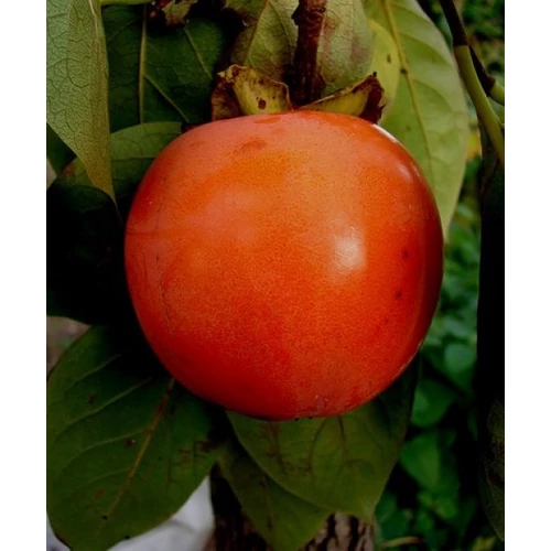 Diospyros kaki Rojo Brillante