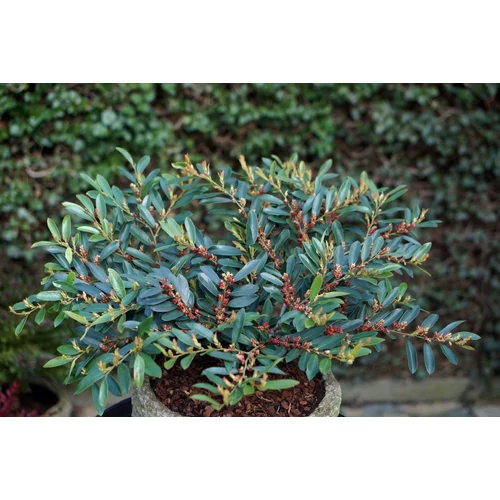 Distylium x Blue Cascade® - Kékeszöld lombú ISU fa
