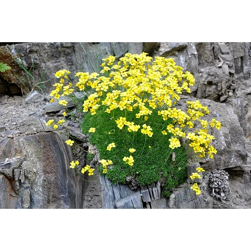Draba bruniifolia (Sárga daravirág) 