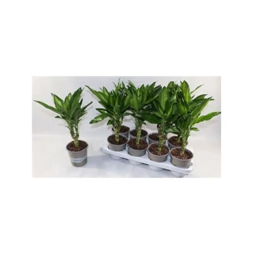 Dracaena FRAG CINTHO