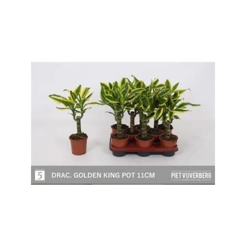 Dracaena FRAG GOLDEN KING