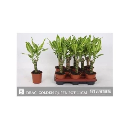 Dracaena FRAG GOLDEN QUEE