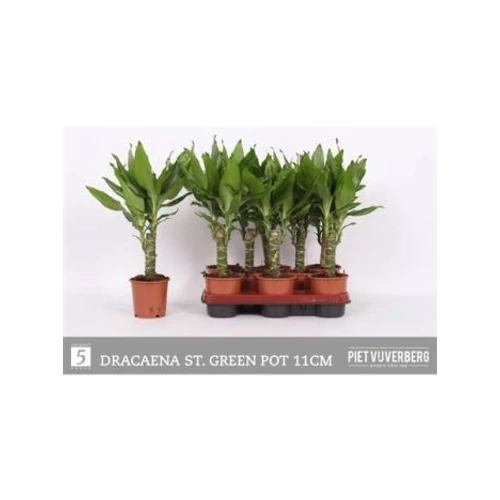 Dracaena FRAG STEUDNERI