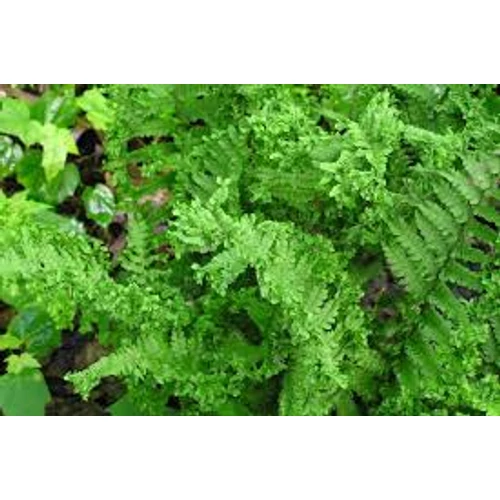 Dryopteris affinis Crispa - Pelyvás pajzsika