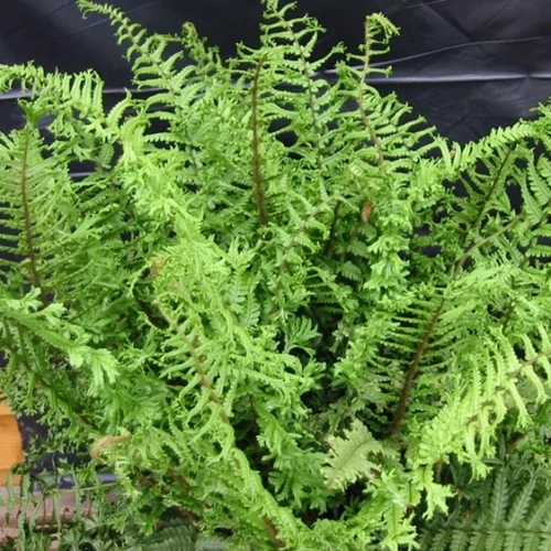 Dryopteris affinis 'Crispa Cristata' – Pelyvás pajzsika