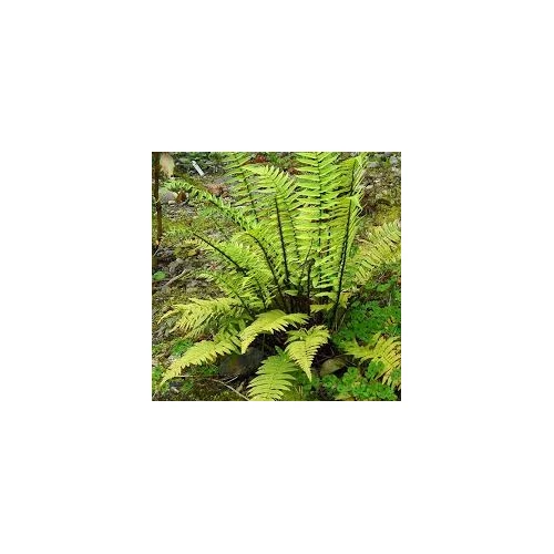 Dryopteris atrata – Borzas pajzsika