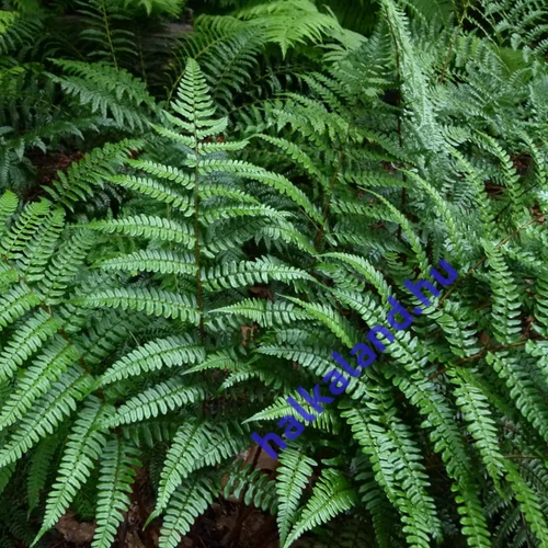 Dryopteris championii