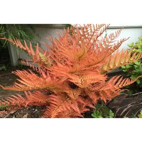 Dryopteris erythrosora Brilliance – Japán ernyőpáfrány