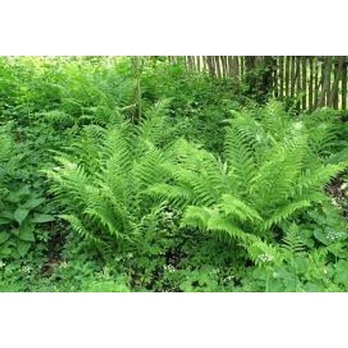 Dryopteris filix-mas - Erdei pajzsika