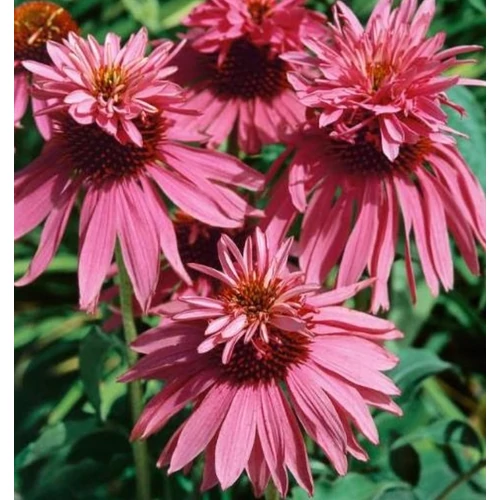 Echinacea purpurea 'Doubledecker' (Bíbor kasvirág)