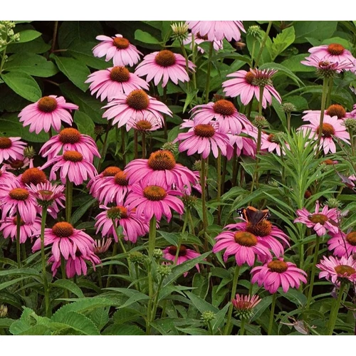 Echinacea purpurea 'Magnus' (Bíbor kasvirág)    