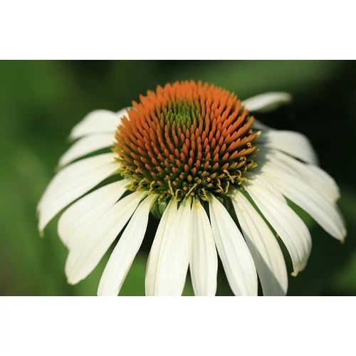 Echinacea purpurea 'Praerie Splendor  Alba' (Bíbor kasvirág)