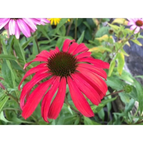 Echinacea purpurea 'Tomato Soup' (Bíbor kasvirág)