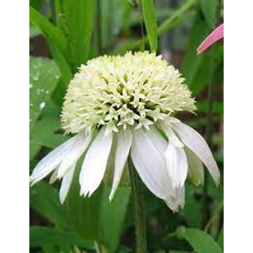 Echinacea purpurea 'White Double Delight' (Bíbor kasvirág)