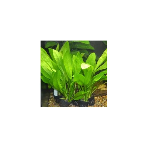 Echinodorus bleheri akváriumi növény