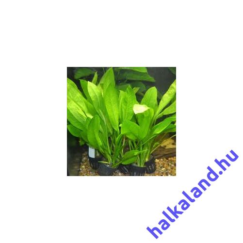 Echinodorus bleheri akváriumi növény