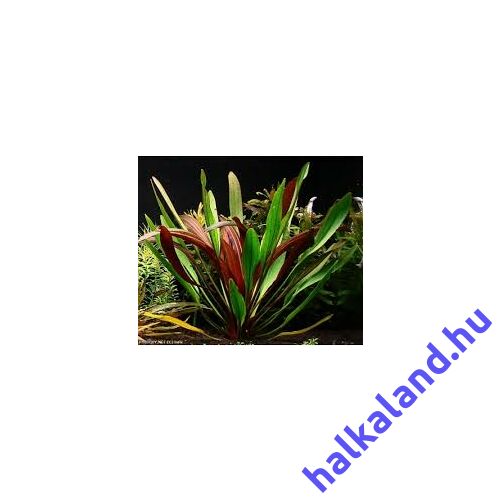 Echinodorus rubin akváriumi növény
