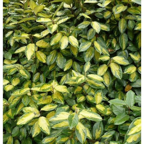 Eleagnus ebbingei - Széleslevelű ezüstfa