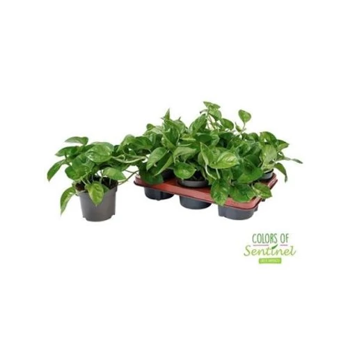 Epiprenum GLOBAL GREEN