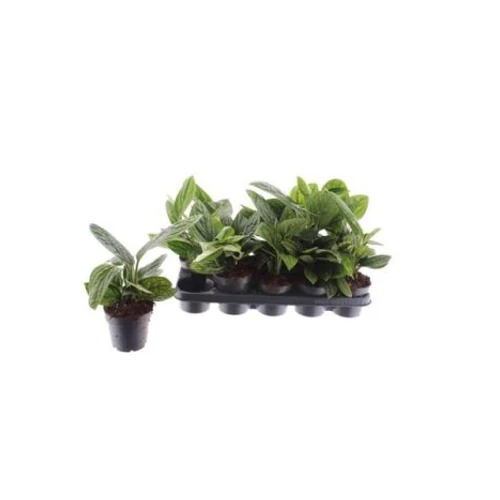 Epiprenum MARBLE PLANET